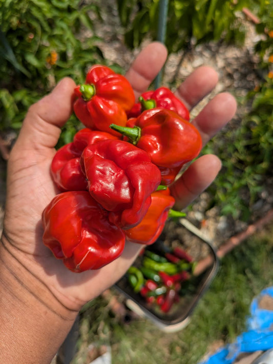 Scotch Bonnet Curry Sauce